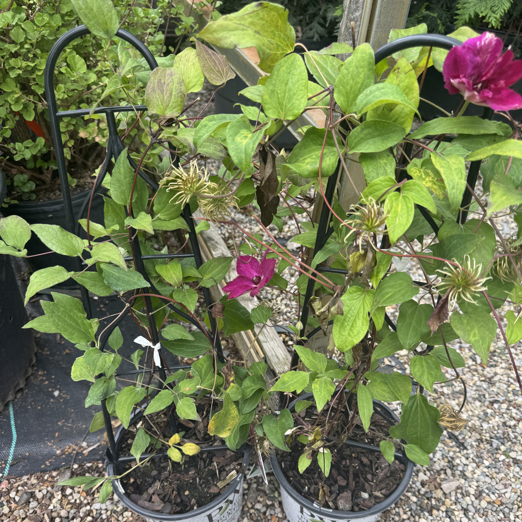 Viva Polonia Clematis