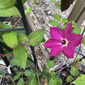 Viva Polonia Clematis