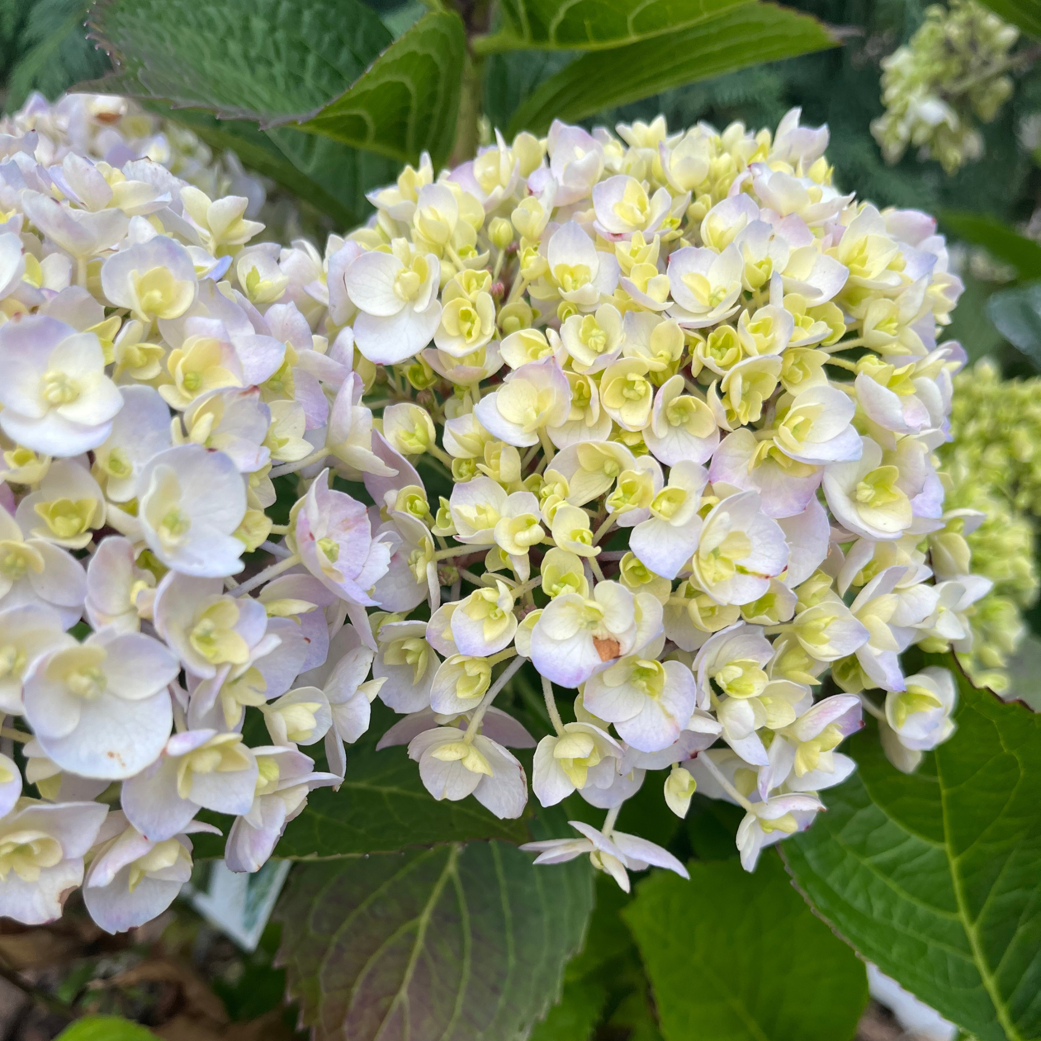 Wee Bit Innocent Hydrangea