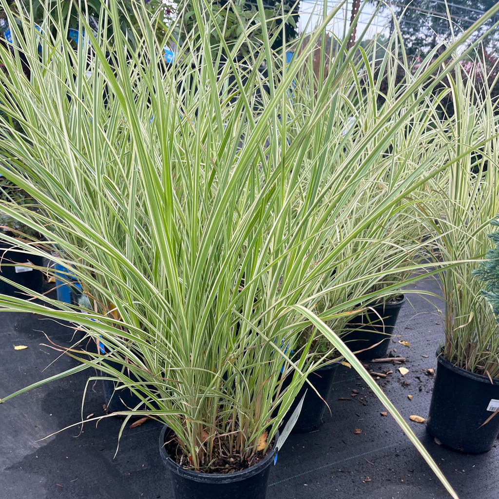White Variegated Japanese Silver Grass