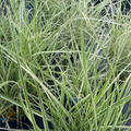 White Variegated Japanese Silver Grass