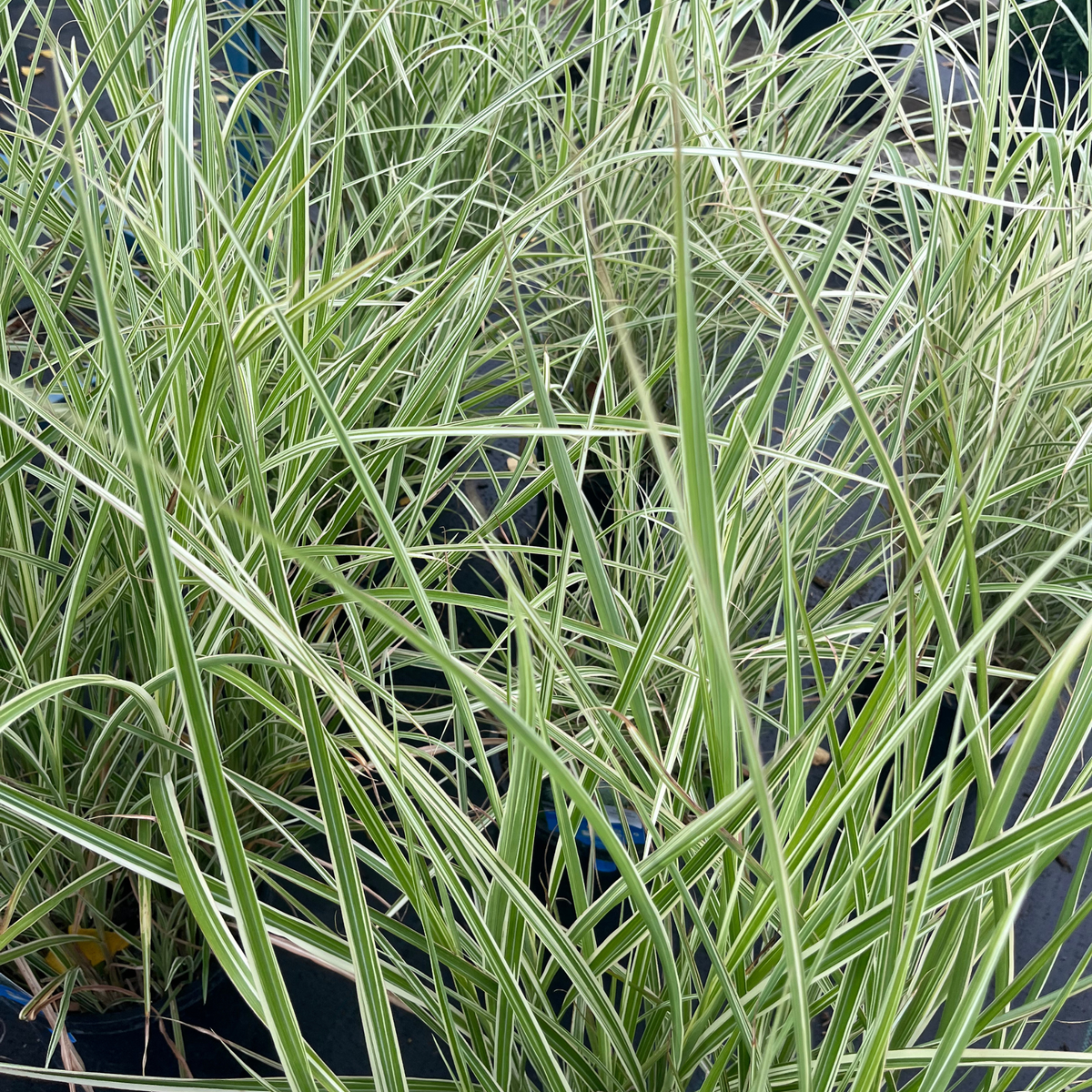 White Variegated Japanese Silver Grass