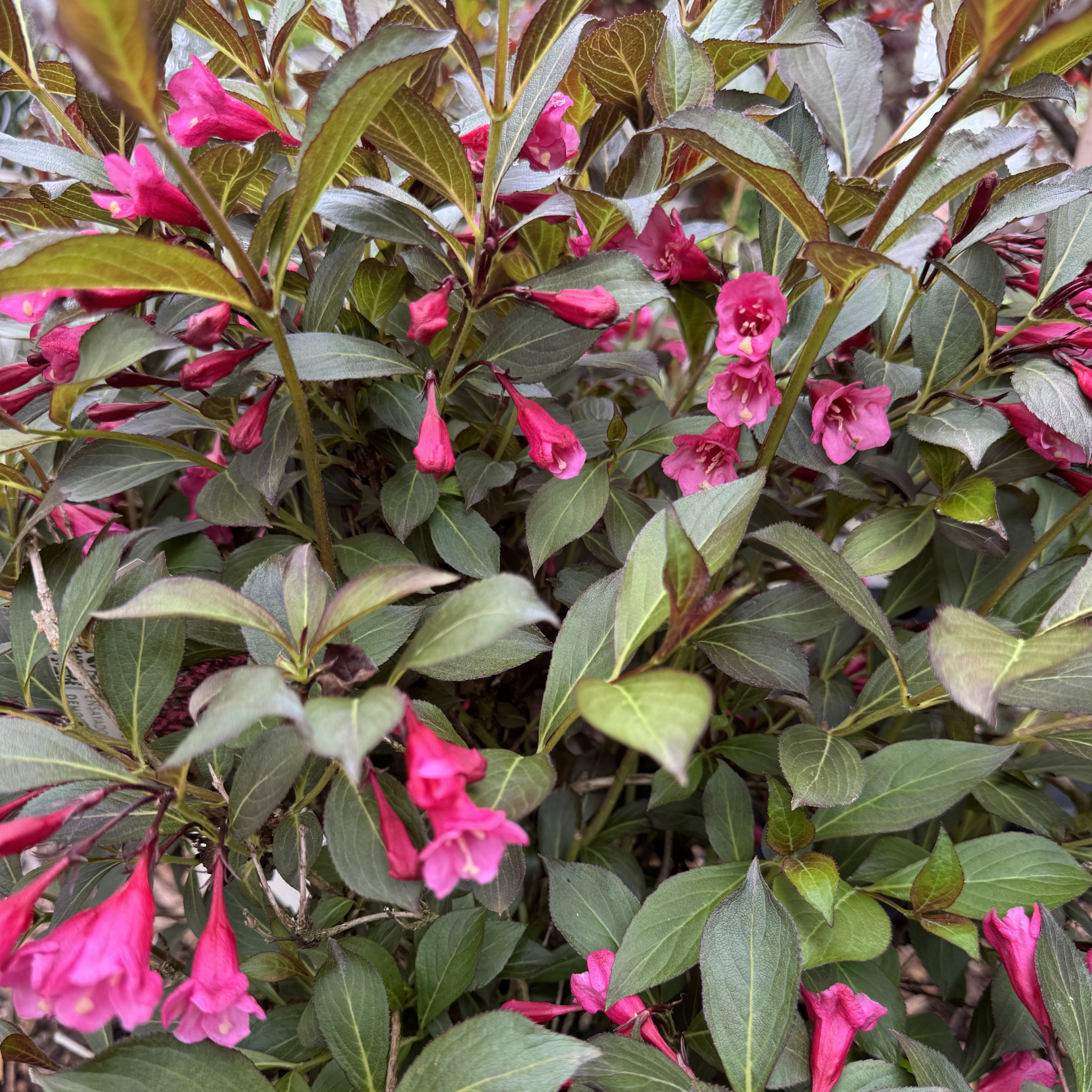 Wine & Roses Weigela