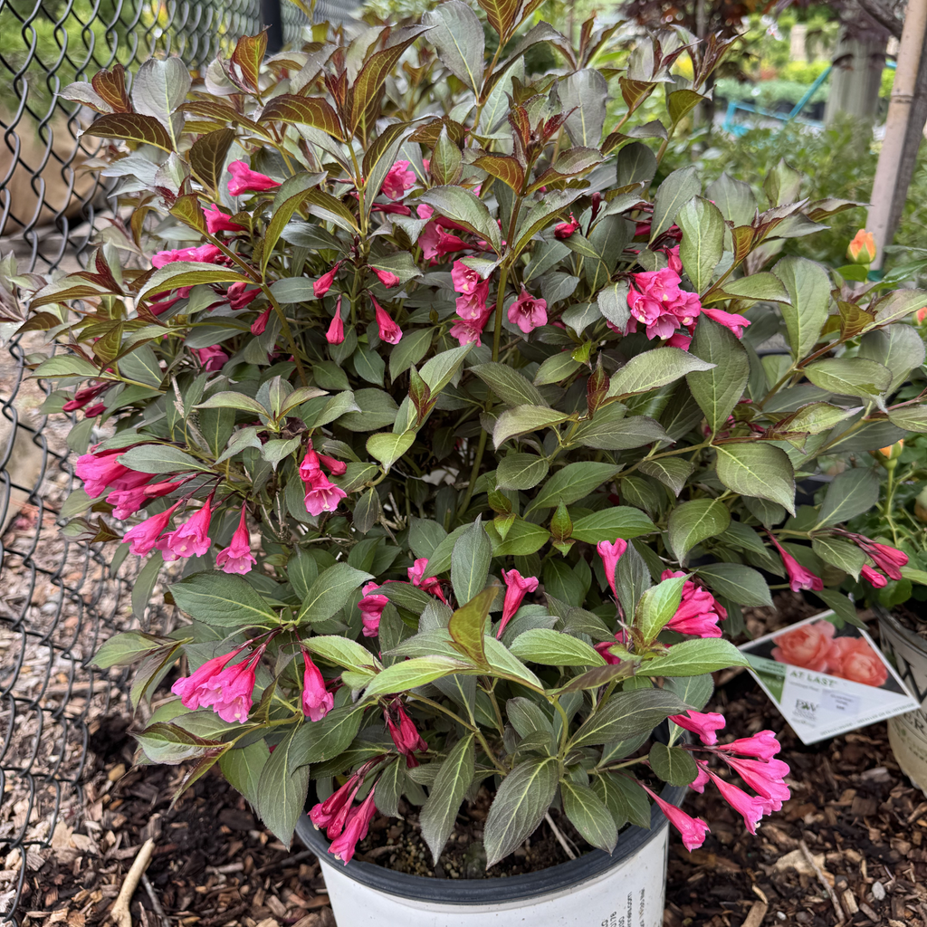Wine & Roses Weigela