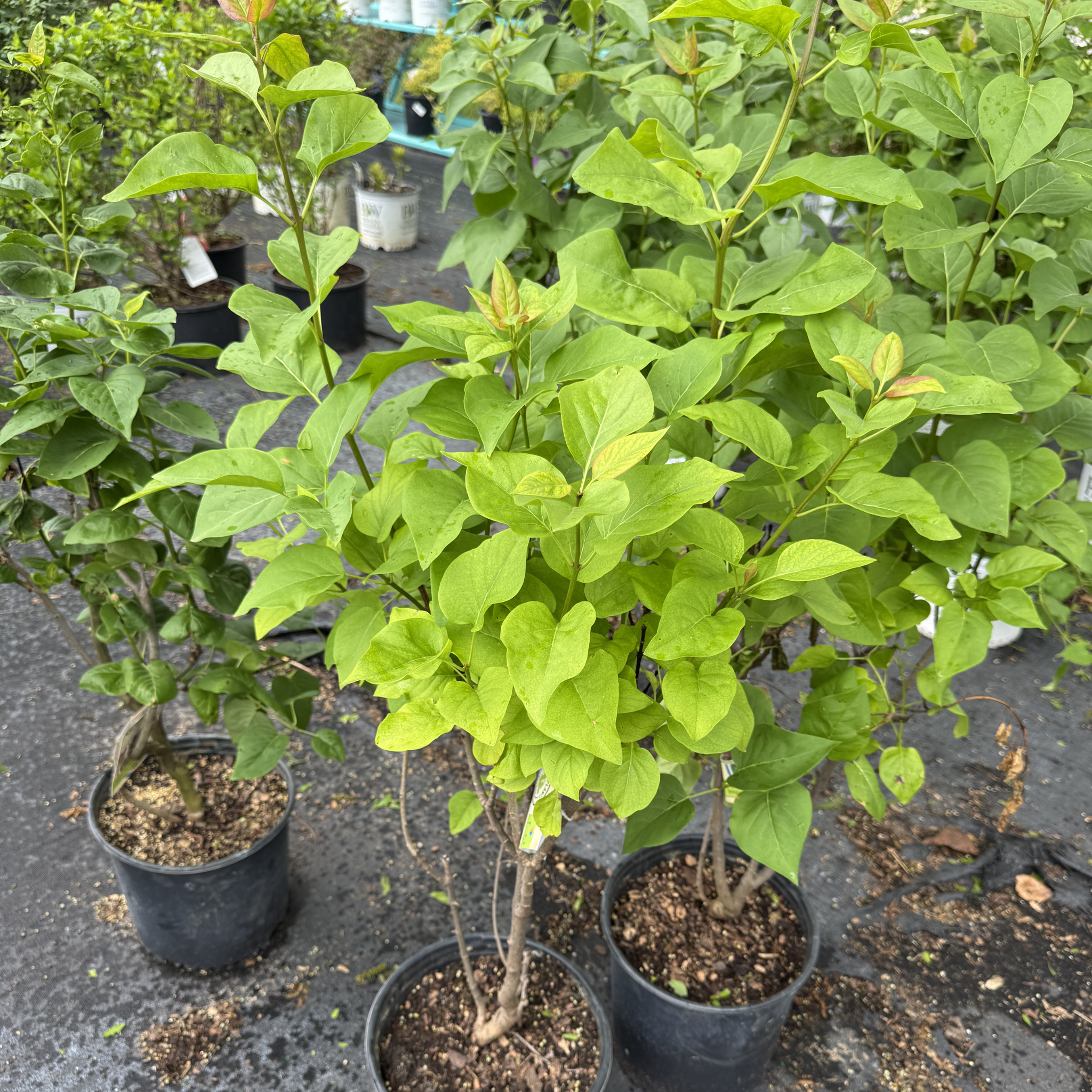 Yankee Doodle Lilac