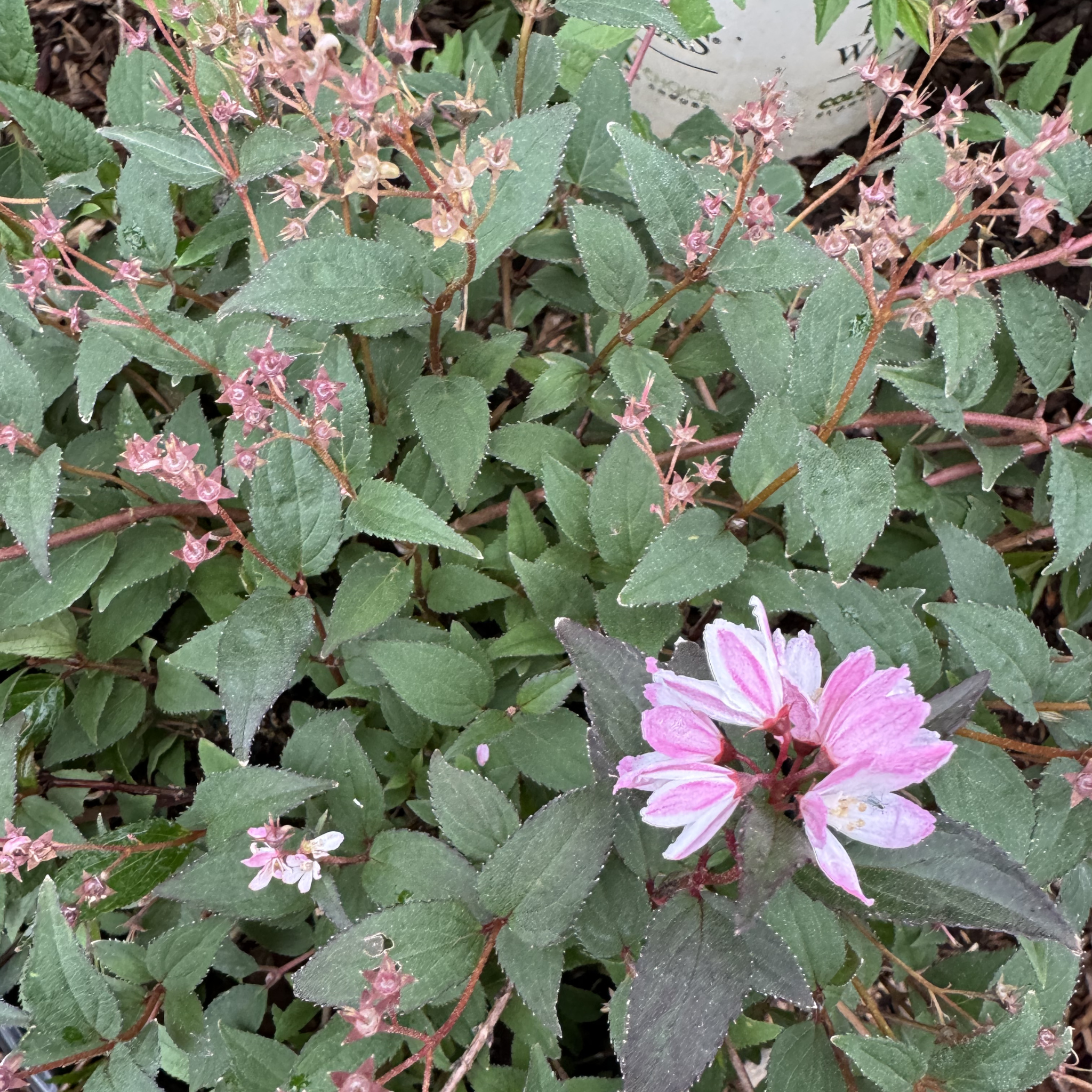 Yuki Cherry Blossom Deutzia