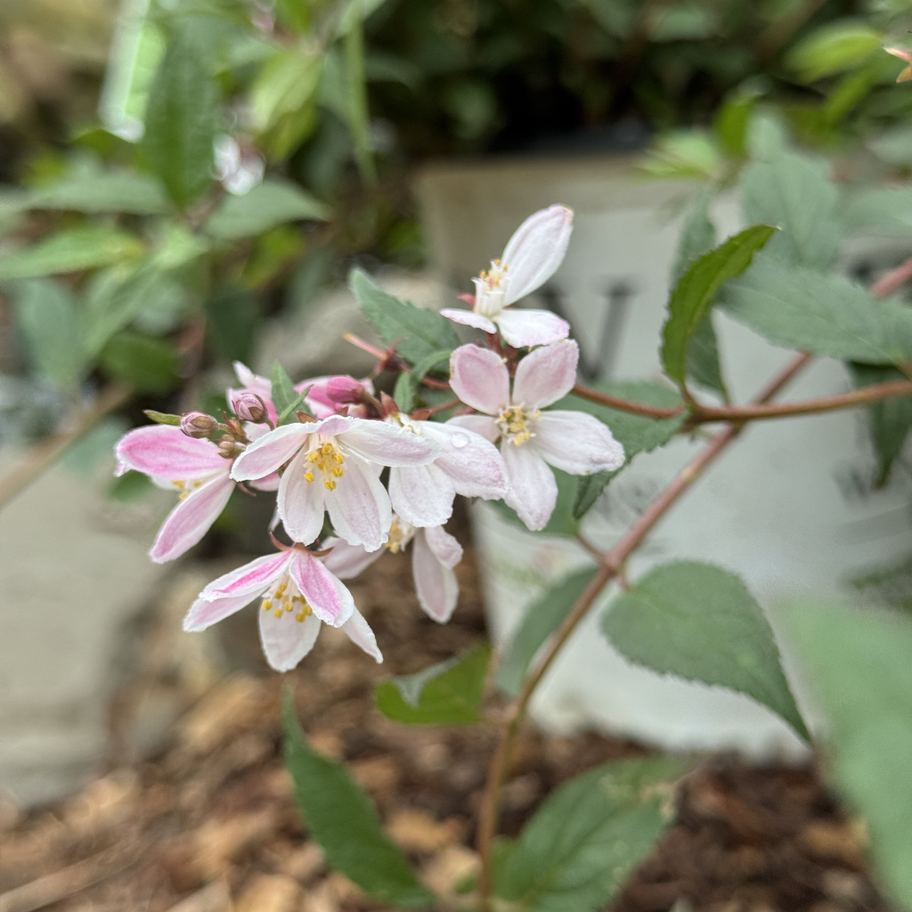 Yuki Cherry Blossom Deutzia