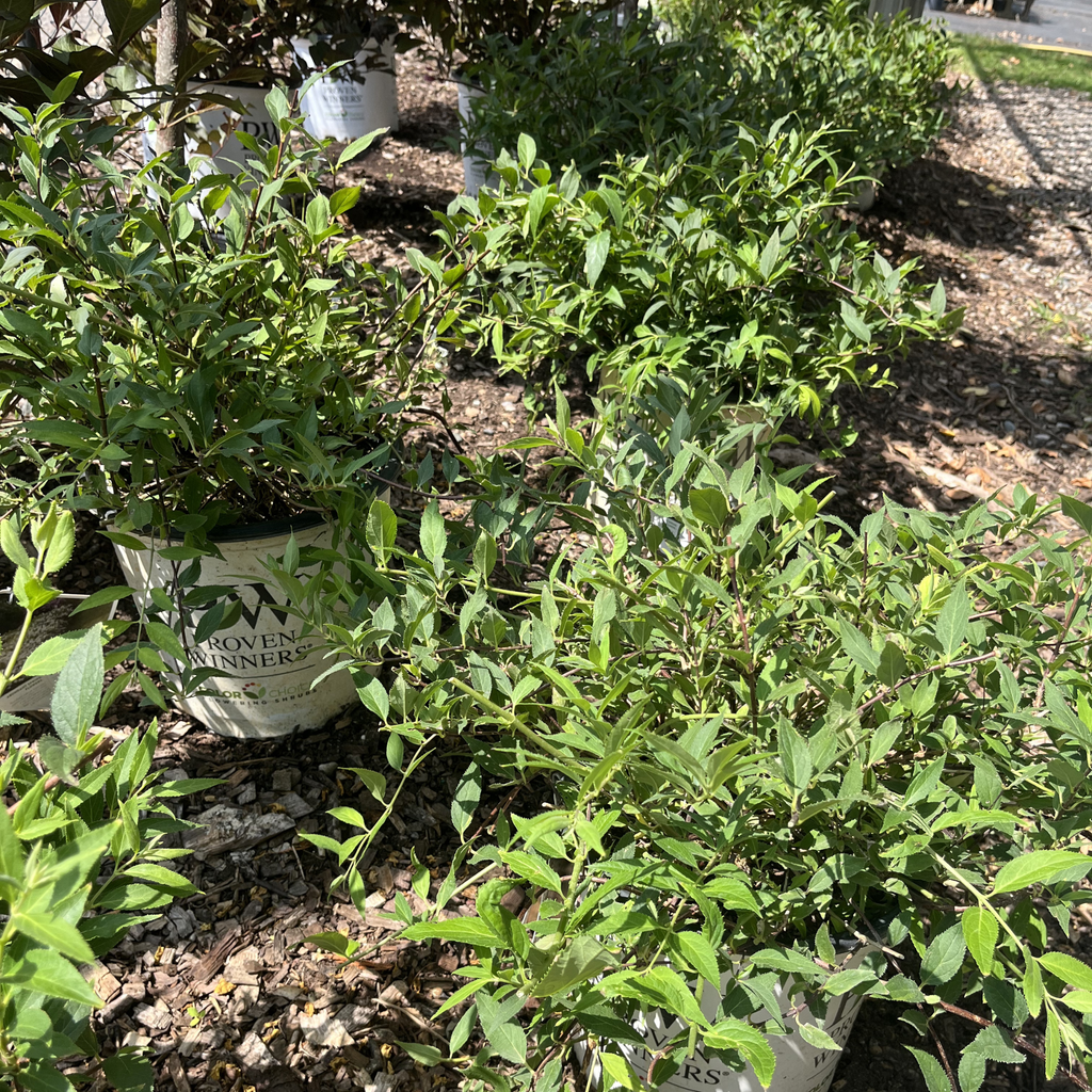 Yuki Snowflake Deutzia