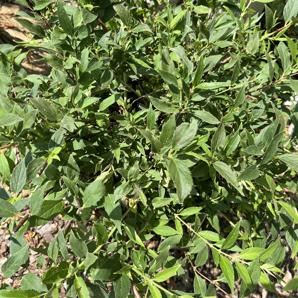 Yuki Snowflake Deutzia