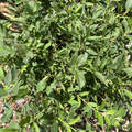 Yuki Snowflake Deutzia