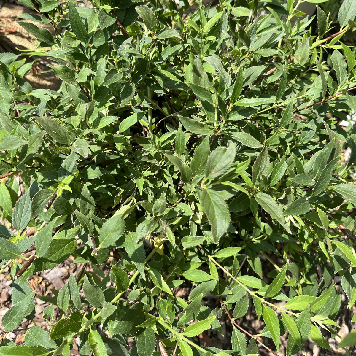 Yuki Snowflake Deutzia