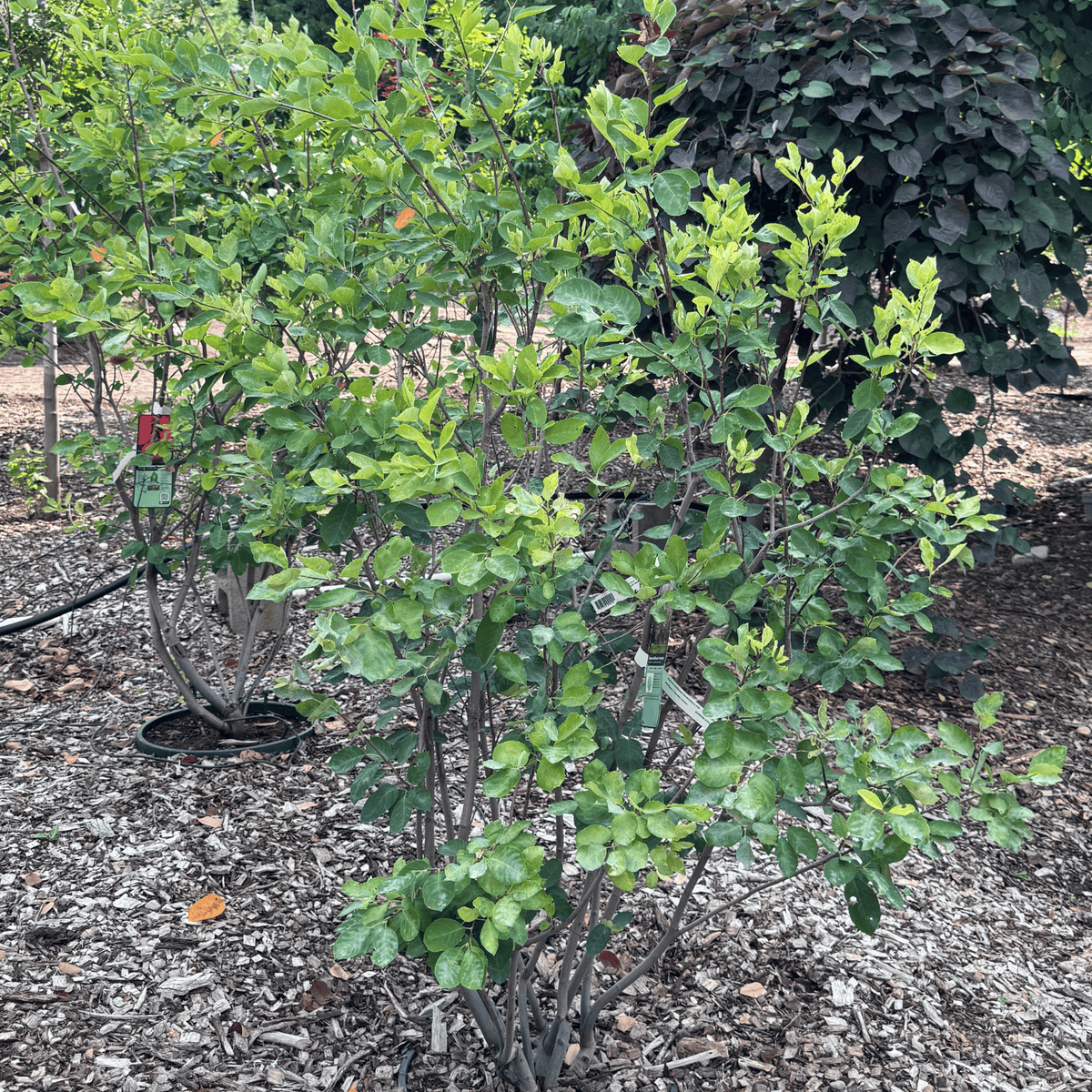Autumn Brilliance Serviceberry