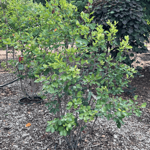 Autumn Brilliance Serviceberry