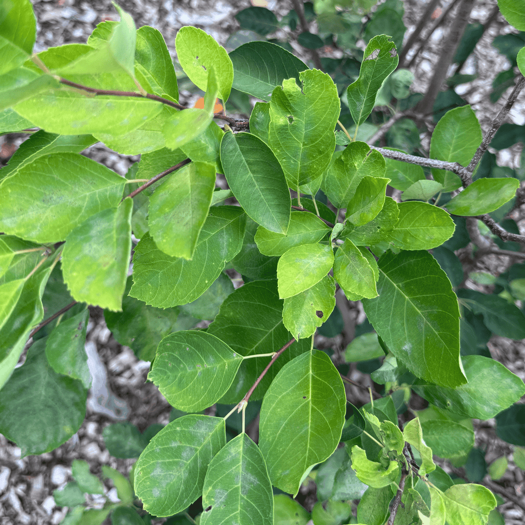 Autumn Brilliance Serviceberry