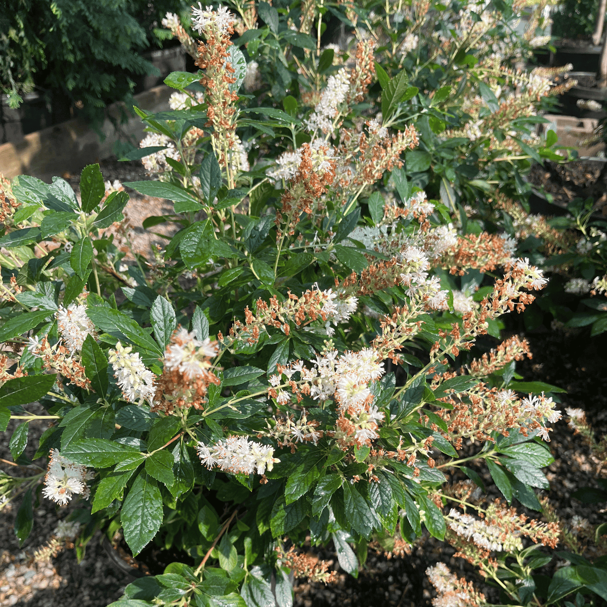 Hummingbird Summersweet
