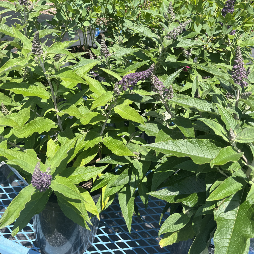 Mini Marvel Grape Butterfly Bush