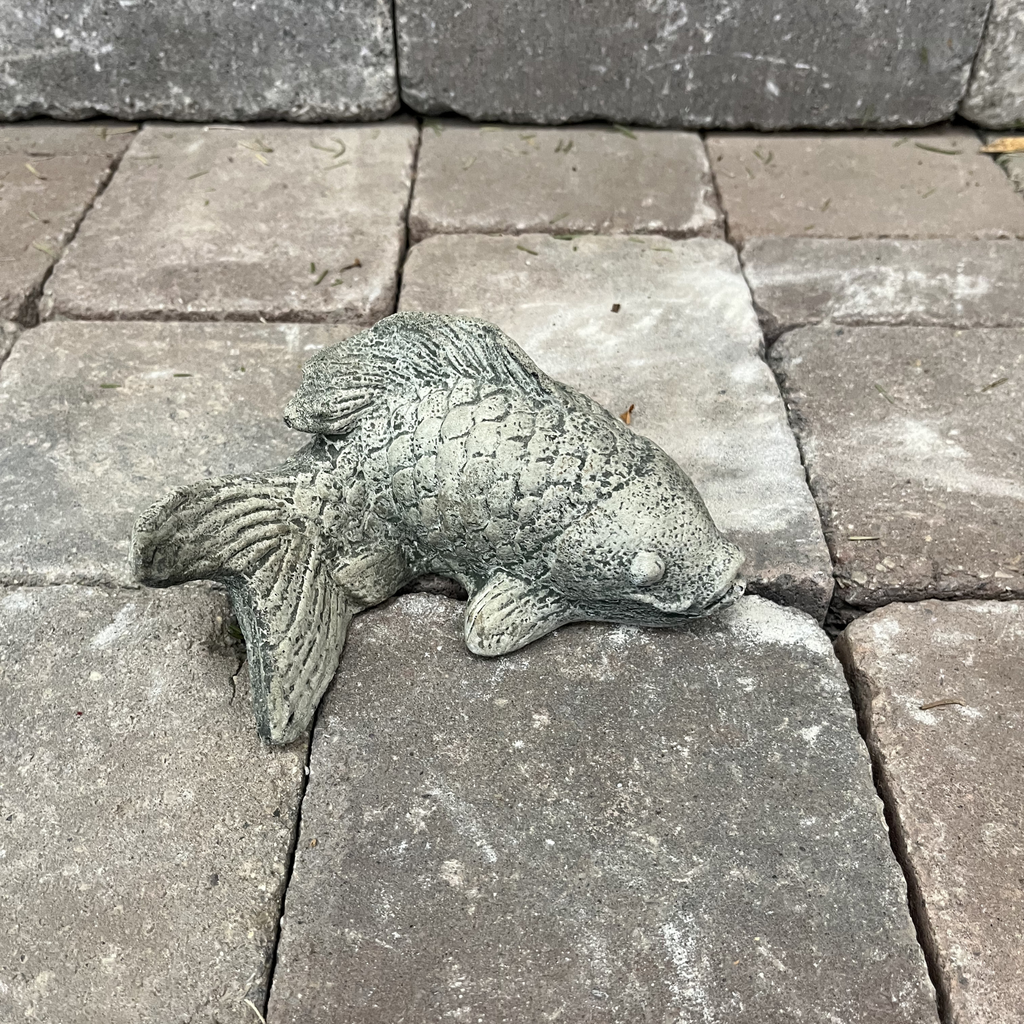 Coy Koi