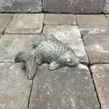 Coy Koi