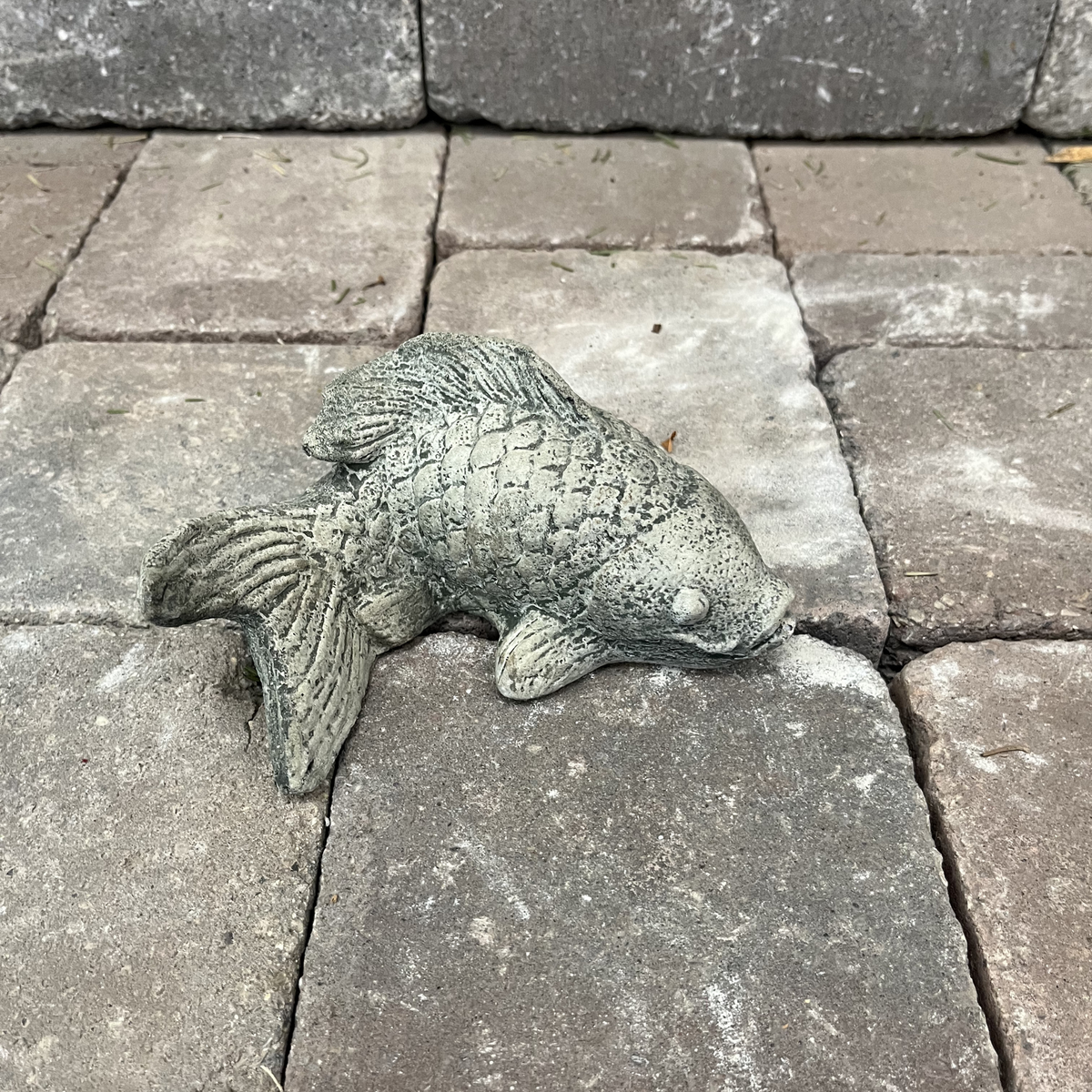 Coy Koi