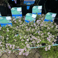 Creeping Thyme