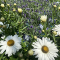Whoops-a-Daisy Shasta Daisy