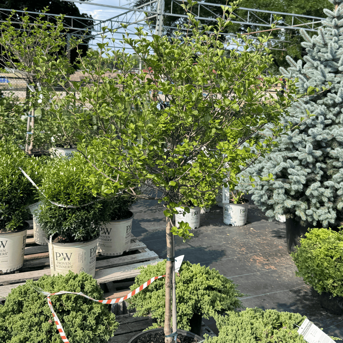 Dwarf Korean Lilac on standard