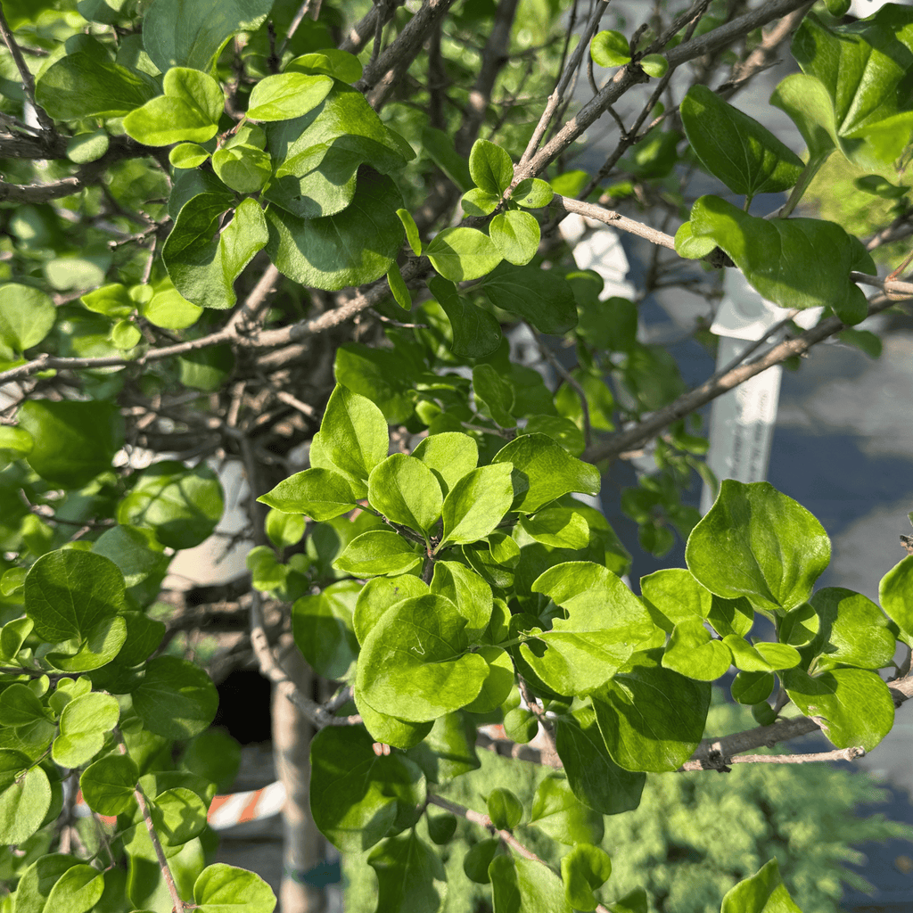 Dwarf Korean Lilac on standard