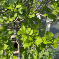 Dwarf Korean Lilac on standard