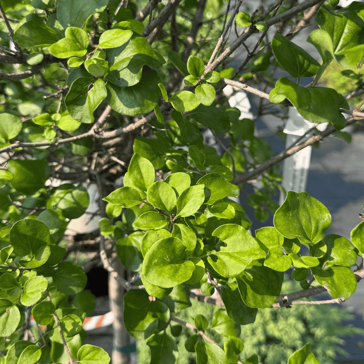 Dwarf Korean Lilac on standard