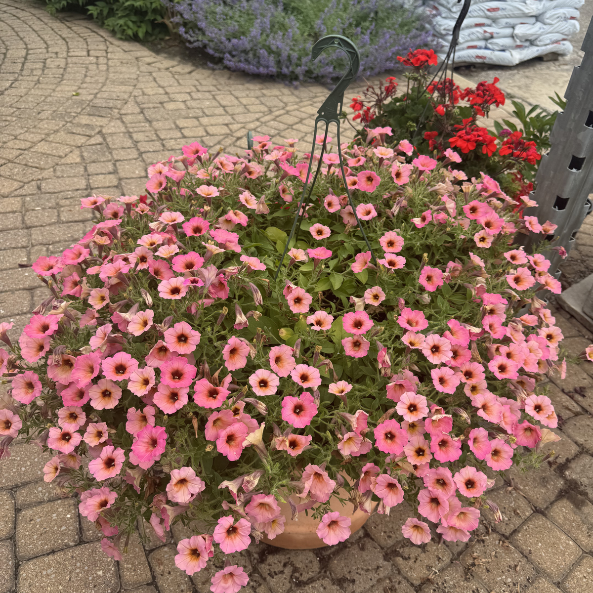 Hanging Basket - Mixed Annual Flowers