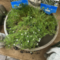 Irish Moss - Sagina Subulata