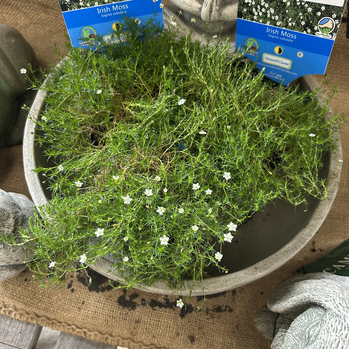 Irish Moss - Sagina Subulata