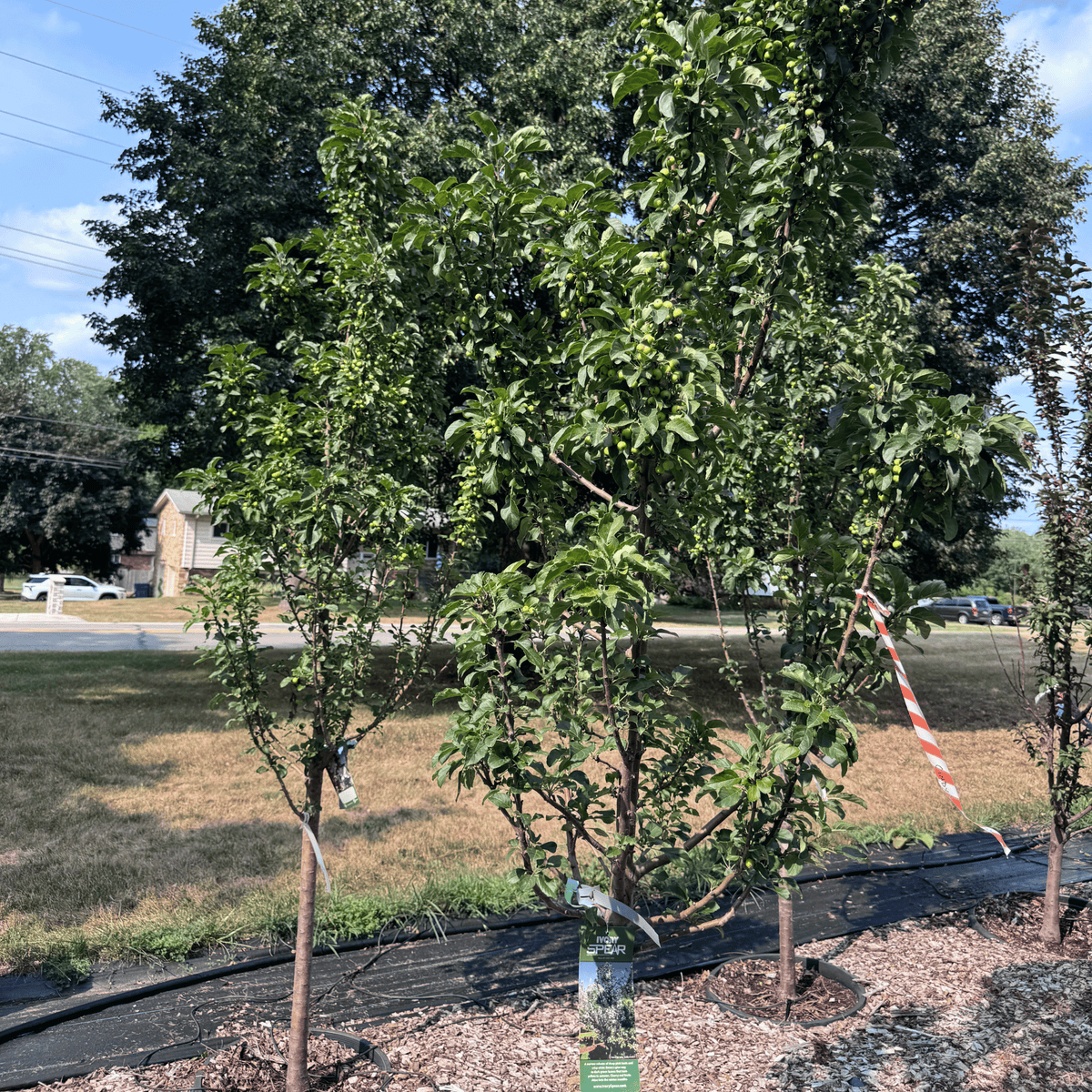 Ivory Spear Crabapple RightRoot