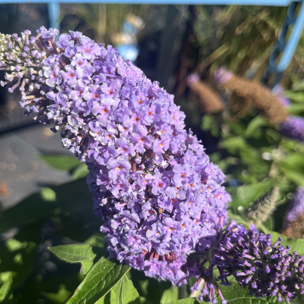 Mini Marvel Grape Butterfly Bush
