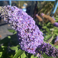 Mini Marvel Grape Butterfly Bush