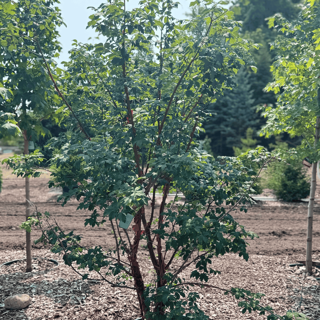 Paperbark Maple Multi-stem