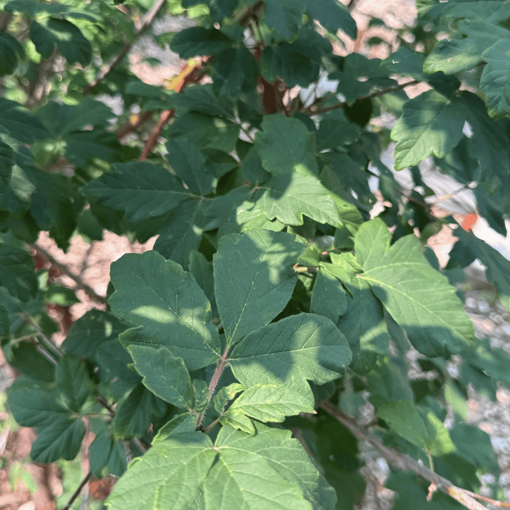 Paperbark Maple Multi-stem