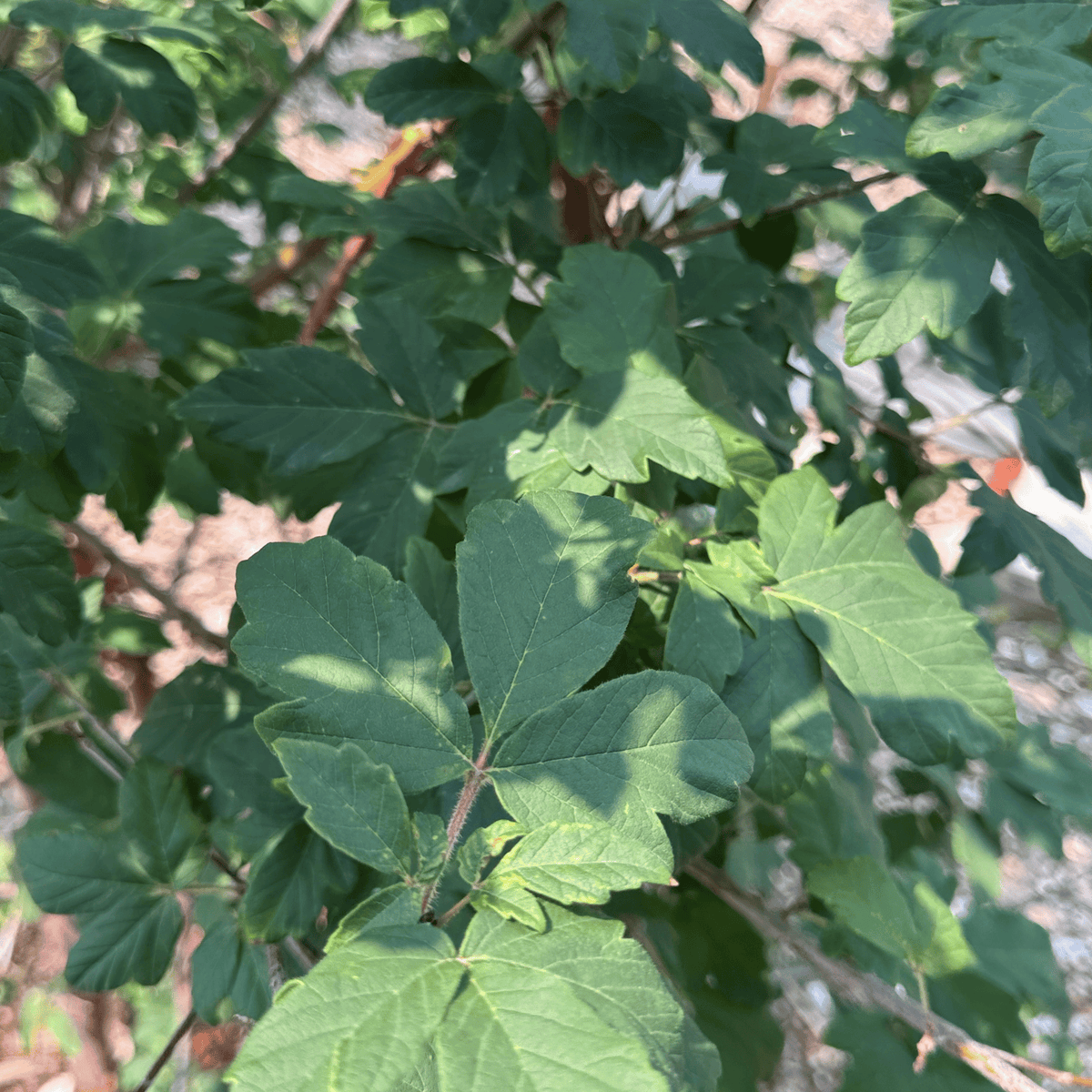 Paperbark Maple Multi-stem
