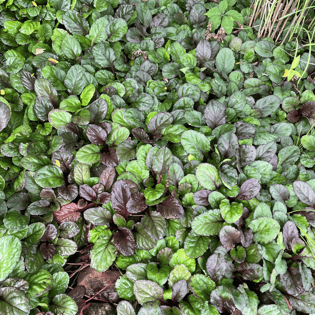 Catlin's Giant Ajuga