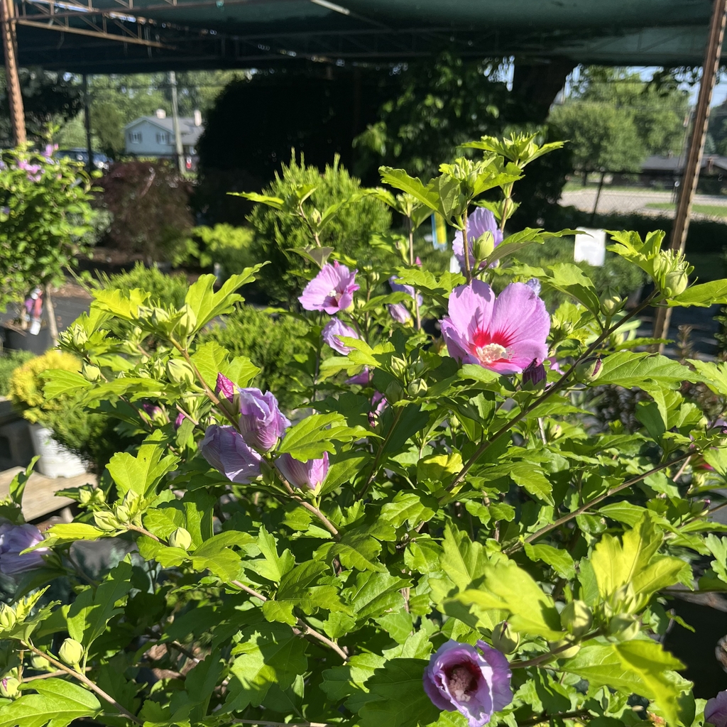 Woodbridge Rose of Sharon Tree