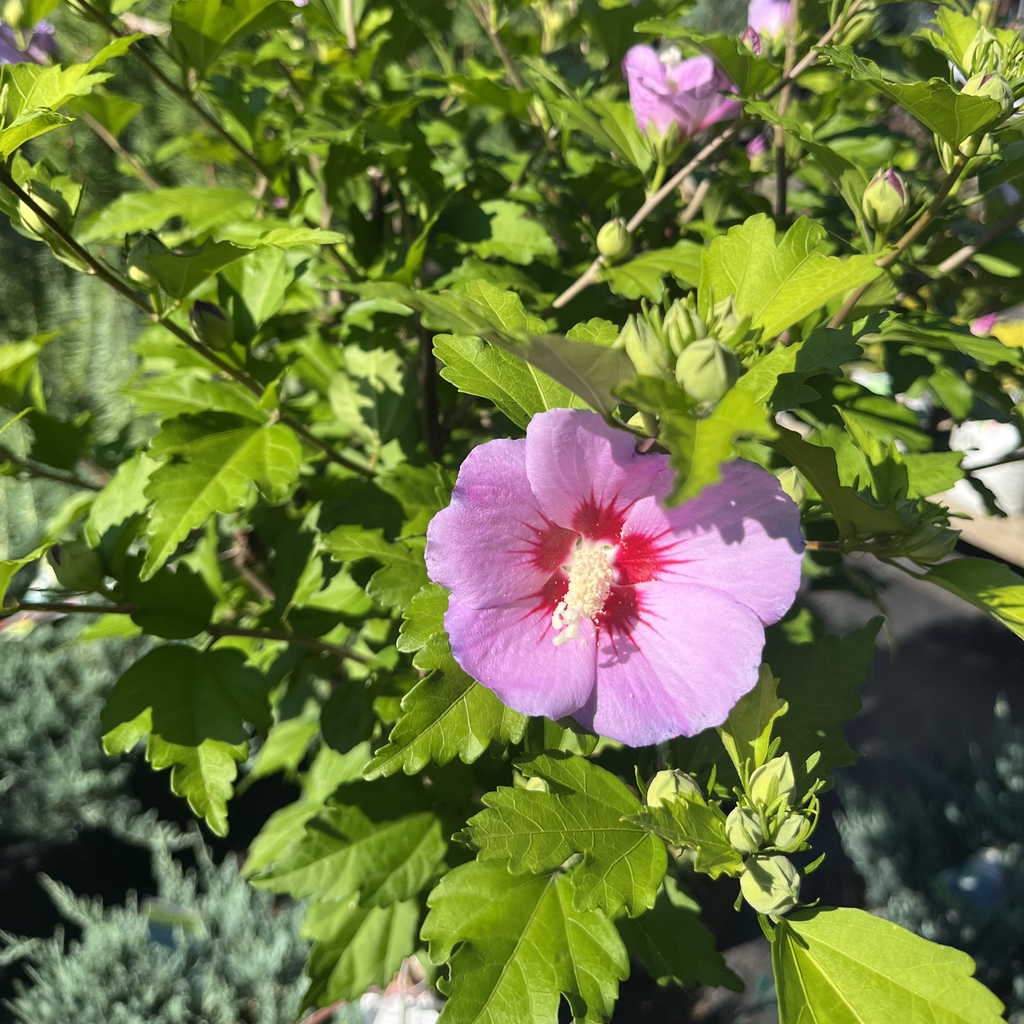 Woodbridge Rose of Sharon Tree