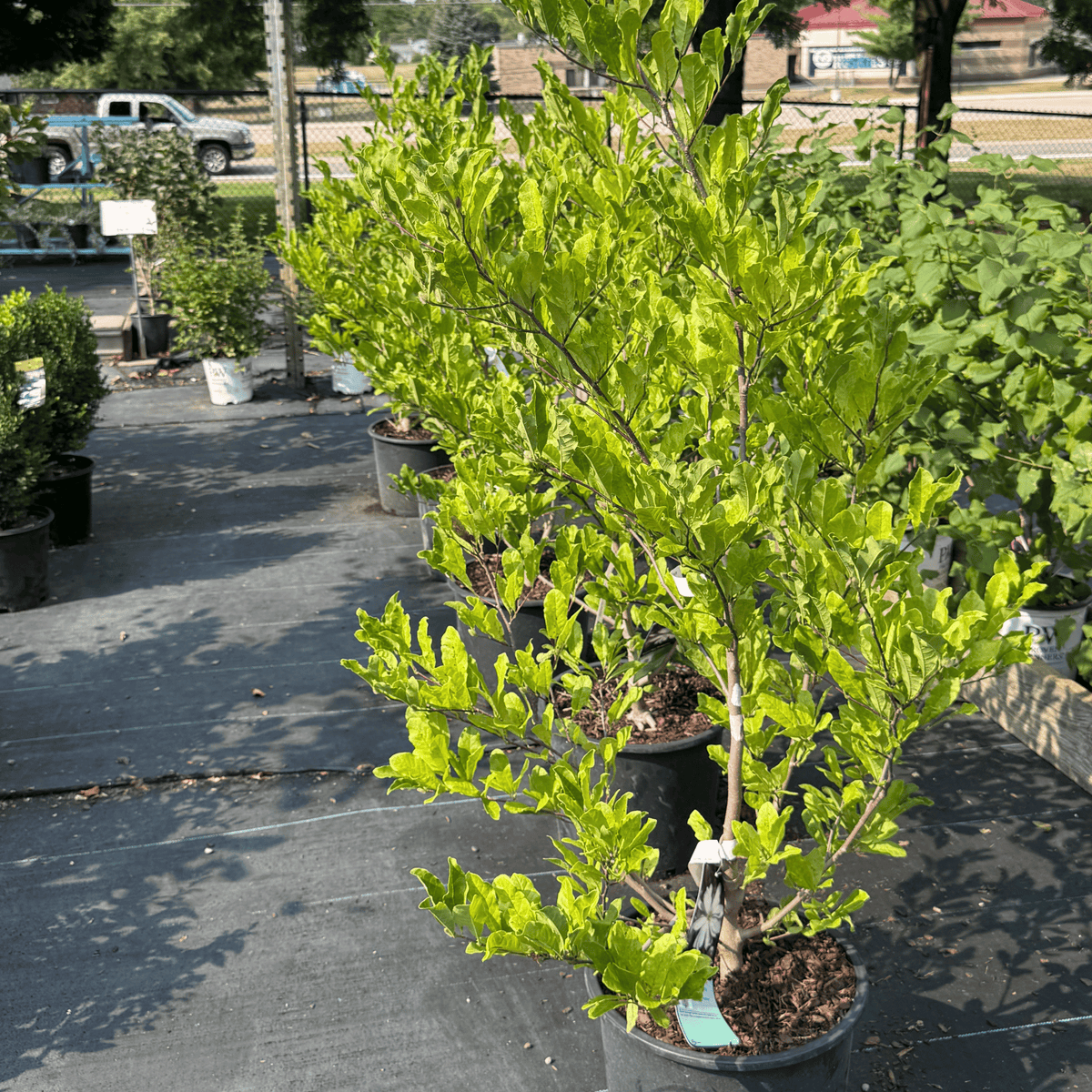 Royal Star Magnolia