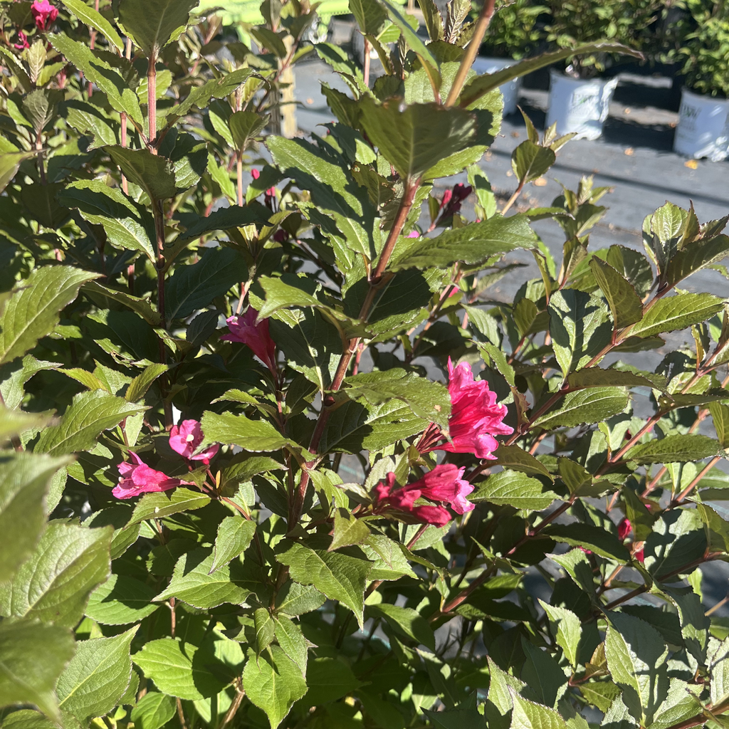 Punch Sonic Bloom Weigela