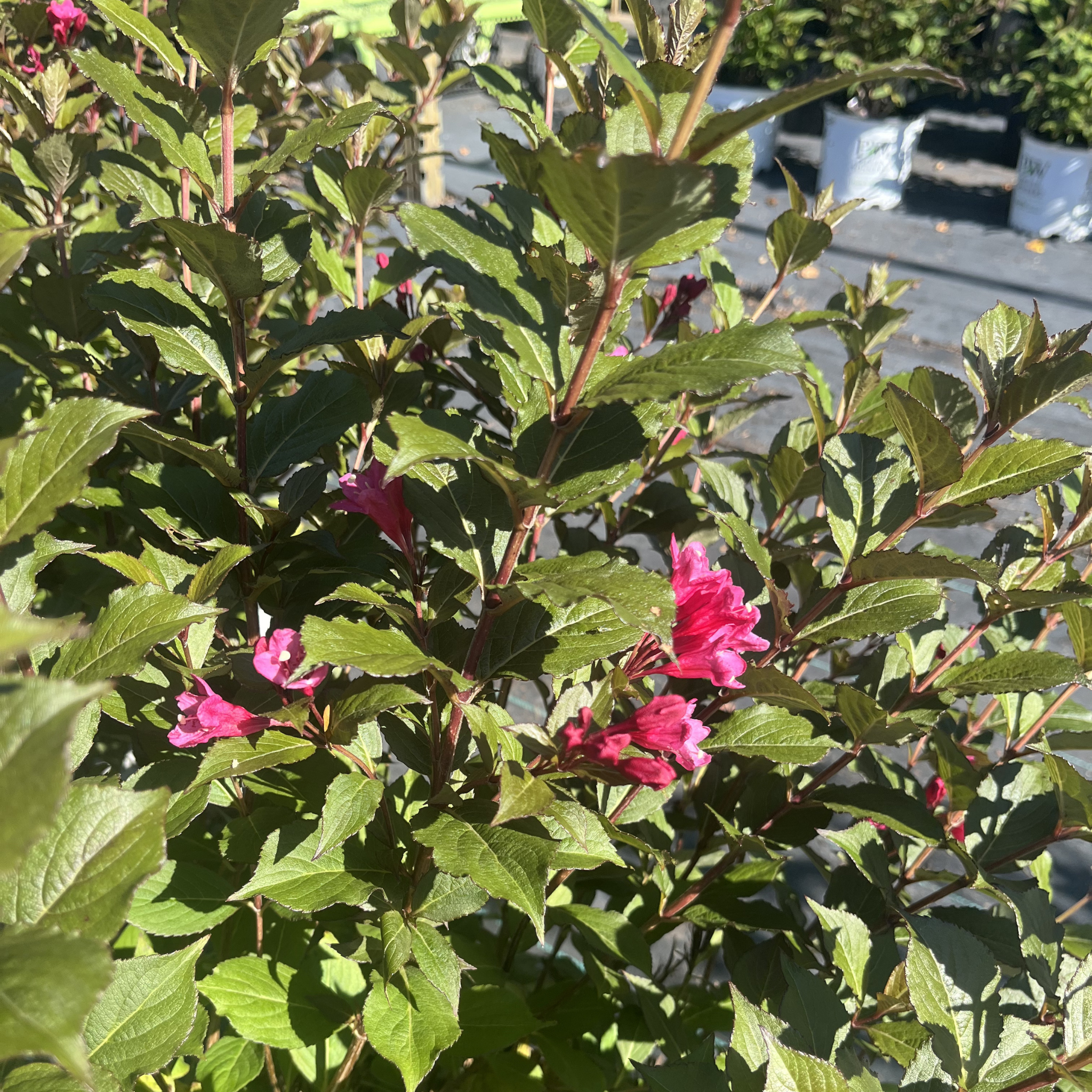 Punch Sonic Bloom Weigela