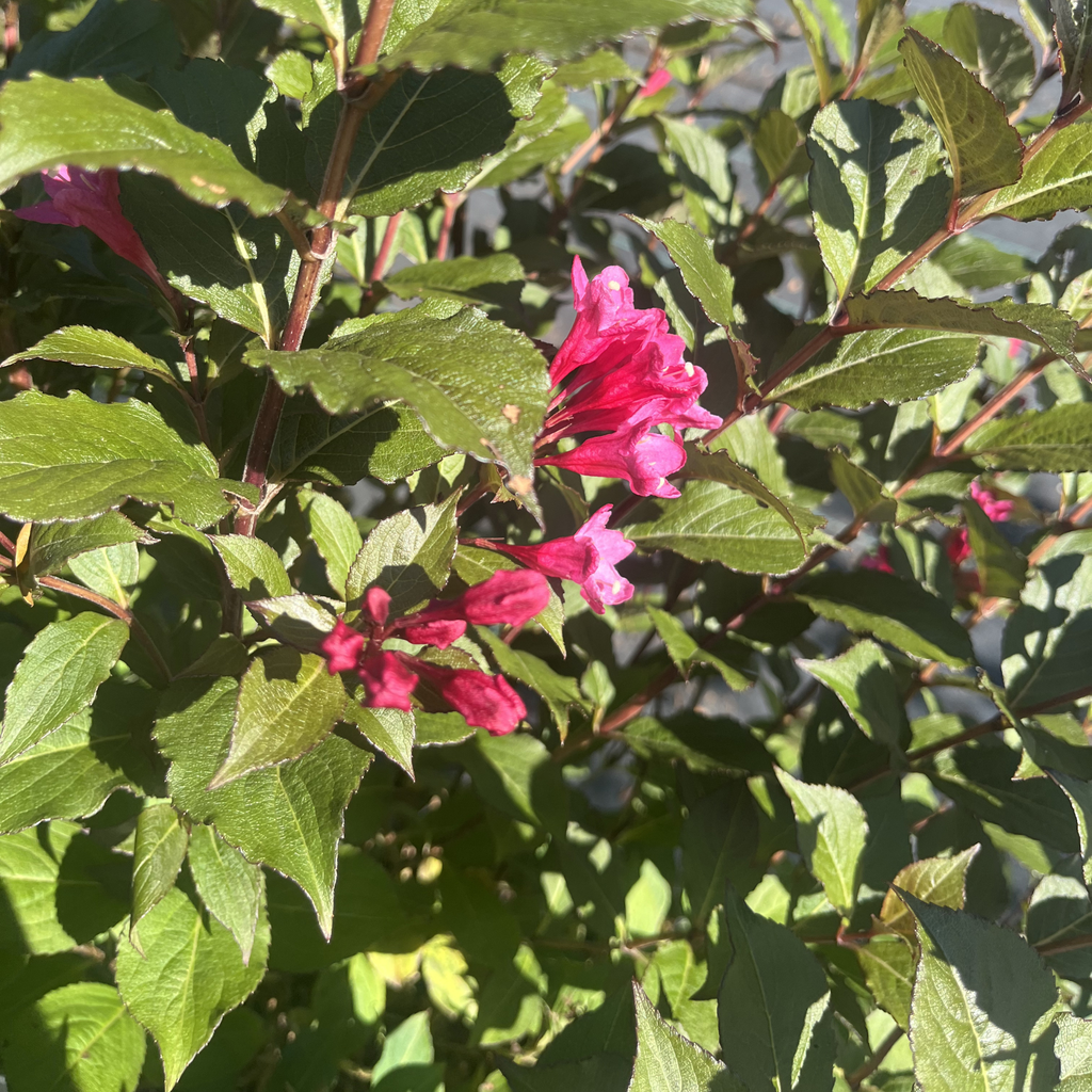 Punch Sonic Bloom Weigela