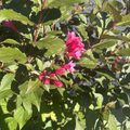 Punch Sonic Bloom Weigela