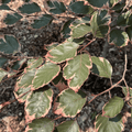 Tricolor Beech