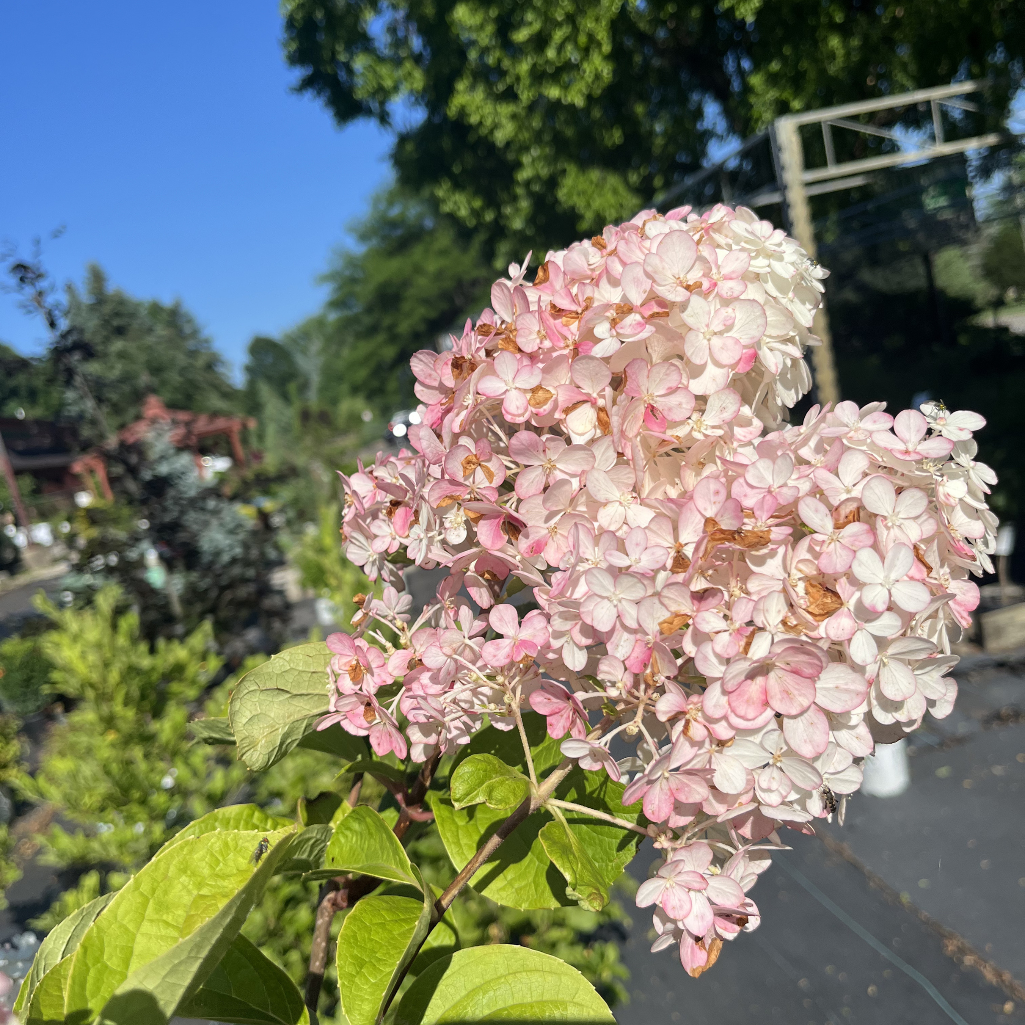 Vanilla Strawberry Hydrangea tree-form