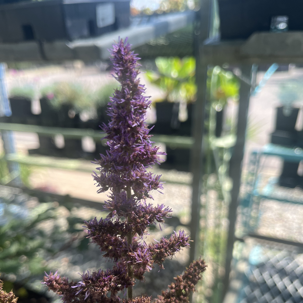 Vision in Red Astilbe