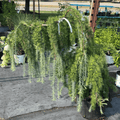 Weeping Larch
